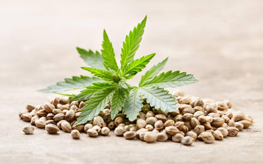 cannabis seedscan-min