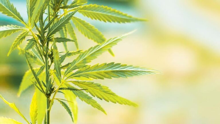 CBD in a medical perspective