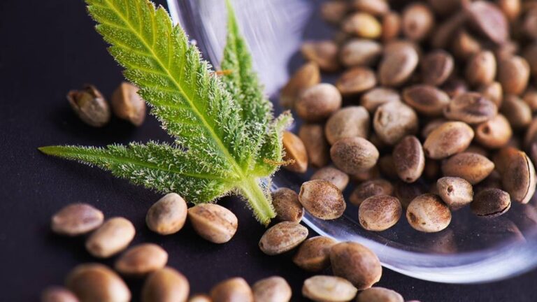 weed seeds for sale Featured