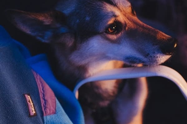 cbd for pet