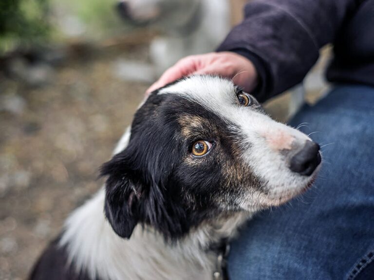 cbd for pets