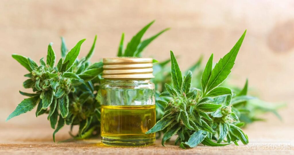 Understanding the Difference Between CBD Oil and CBD Tinctures